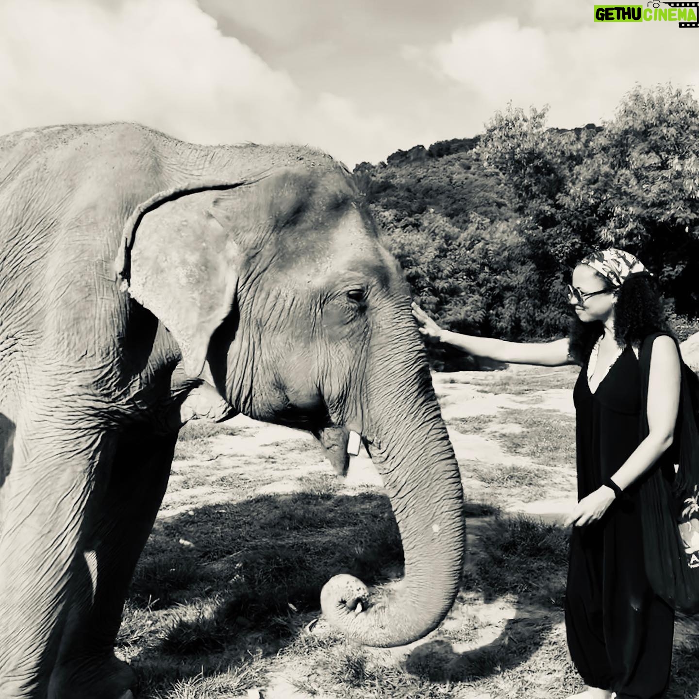 Natalie Gumede - 738 Likes - These beautiful dear creatures are living out the autumn of their lives at the Samui Ethical Elephant Sanctuary. The tales of abuse that they had all suffered were utterly harrowing, and yet these elephants had slowly learned to trust humans again to allow us to feed them and witness them in a (semi) natural habitat. I was struck by a sense of kindness and compassion in their eyes, and one of the carers told us that the elephants see us humans as ‘cute - like puppies.’ There wasn’t one visitor left unmoved by their presence, or their stories, and I wondered what impact that may leave in consideration of how we treat our incredible animal kingdom as a whole. We have so much to learn from every being that walks this earth, so this New Year and every one beyond, I hope to walk with more kindness and compassion. The world needs that now more than ever - let’s be more elephant. (I love cucumbers like they do so that’s a good start!) Happy New Decade everyone ❤️🐘❤️🐘❤️🐘 #samuielephantsanctuary #kohsmaui #thailand #travel #travelphotography #elephant #elephantsanctuary #wildlifephotography #vegan #vegantravel #vegantravels #solotravel #happy2020 #newdecade #elephants