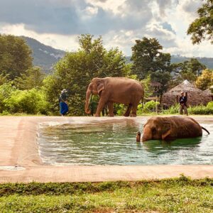 Natalie Gumede Instagram - These beautiful dear creatures are living out the autumn of their lives at the Samui Ethical Elephant Sanctuary. The tales of abuse that they had all suffered were utterly harrowing, and yet these elephants had slowly learned to trust humans again to allow us to feed them and witness them in a (semi) natural habitat. I was struck by a sense of kindness and compassion in their eyes, and one of the carers told us that the elephants see us humans as ‘cute - like puppies.’ There wasn’t one visitor left unmoved by their presence, or their stories, and I wondered what impact that may leave in consideration of how we treat our incredible animal kingdom as a whole. We have so much to learn from every being that walks this earth, so this New Year and every one beyond, I hope to walk with more kindness and compassion. The world needs that now more than ever - let’s be more elephant. (I love cucumbers like they do so that’s a good start!) Happy New Decade everyone ❤️🐘❤️🐘❤️🐘 #samuielephantsanctuary #kohsmaui #thailand #travel #travelphotography #elephant #elephantsanctuary #wildlifephotography #vegan #vegantravel #vegantravels #solotravel #happy2020 #newdecade #elephants