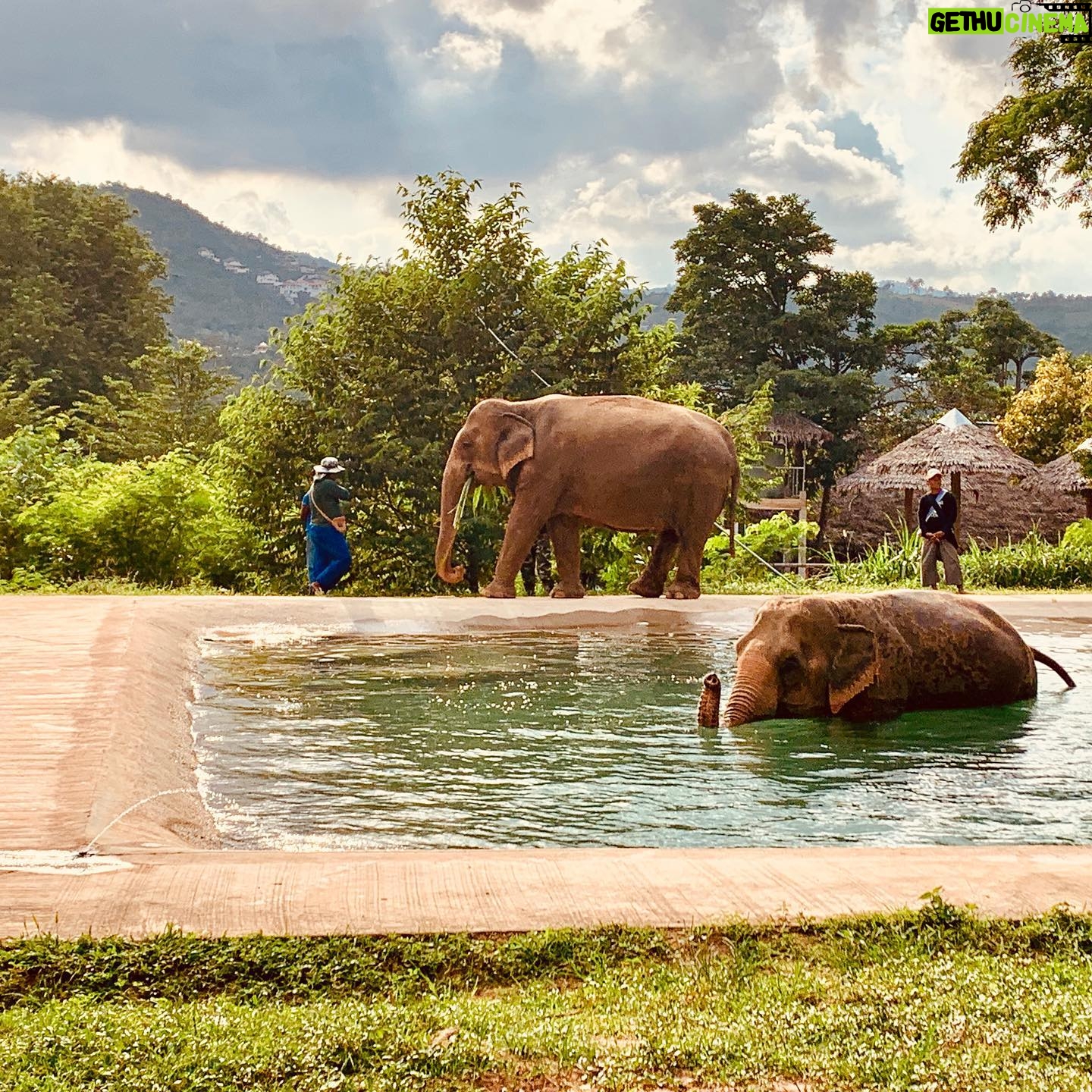 Natalie Gumede - 738 Likes - These beautiful dear creatures are living out the autumn of their lives at the Samui Ethical Elephant Sanctuary. The tales of abuse that they had all suffered were utterly harrowing, and yet these elephants had slowly learned to trust humans again to allow us to feed them and witness them in a (semi) natural habitat. I was struck by a sense of kindness and compassion in their eyes, and one of the carers told us that the elephants see us humans as ‘cute - like puppies.’ There wasn’t one visitor left unmoved by their presence, or their stories, and I wondered what impact that may leave in consideration of how we treat our incredible animal kingdom as a whole. We have so much to learn from every being that walks this earth, so this New Year and every one beyond, I hope to walk with more kindness and compassion. The world needs that now more than ever - let’s be more elephant. (I love cucumbers like they do so that’s a good start!) Happy New Decade everyone ❤️🐘❤️🐘❤️🐘 #samuielephantsanctuary #kohsmaui #thailand #travel #travelphotography #elephant #elephantsanctuary #wildlifephotography #vegan #vegantravel #vegantravels #solotravel #happy2020 #newdecade #elephants