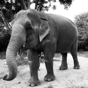 Natalie Gumede Instagram - These beautiful dear creatures are living out the autumn of their lives at the Samui Ethical Elephant Sanctuary. The tales of abuse that they had all suffered were utterly harrowing, and yet these elephants had slowly learned to trust humans again to allow us to feed them and witness them in a (semi) natural habitat. I was struck by a sense of kindness and compassion in their eyes, and one of the carers told us that the elephants see us humans as ‘cute - like puppies.’ There wasn’t one visitor left unmoved by their presence, or their stories, and I wondered what impact that may leave in consideration of how we treat our incredible animal kingdom as a whole. We have so much to learn from every being that walks this earth, so this New Year and every one beyond, I hope to walk with more kindness and compassion. The world needs that now more than ever - let’s be more elephant. (I love cucumbers like they do so that’s a good start!) Happy New Decade everyone ❤️🐘❤️🐘❤️🐘 #samuielephantsanctuary #kohsmaui #thailand #travel #travelphotography #elephant #elephantsanctuary #wildlifephotography #vegan #vegantravel #vegantravels #solotravel #happy2020 #newdecade #elephants