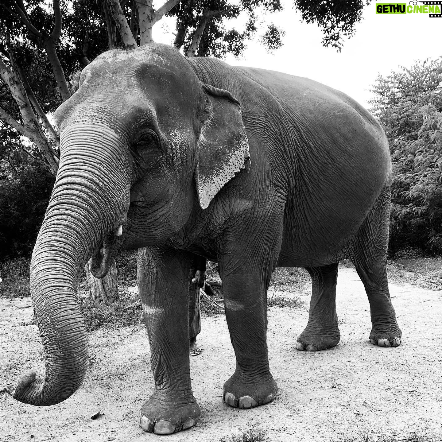 Natalie Gumede - 738 Likes - These beautiful dear creatures are living out the autumn of their lives at the Samui Ethical Elephant Sanctuary. The tales of abuse that they had all suffered were utterly harrowing, and yet these elephants had slowly learned to trust humans again to allow us to feed them and witness them in a (semi) natural habitat. I was struck by a sense of kindness and compassion in their eyes, and one of the carers told us that the elephants see us humans as ‘cute - like puppies.’ There wasn’t one visitor left unmoved by their presence, or their stories, and I wondered what impact that may leave in consideration of how we treat our incredible animal kingdom as a whole. We have so much to learn from every being that walks this earth, so this New Year and every one beyond, I hope to walk with more kindness and compassion. The world needs that now more than ever - let’s be more elephant. (I love cucumbers like they do so that’s a good start!) Happy New Decade everyone ❤️🐘❤️🐘❤️🐘 #samuielephantsanctuary #kohsmaui #thailand #travel #travelphotography #elephant #elephantsanctuary #wildlifephotography #vegan #vegantravel #vegantravels #solotravel #happy2020 #newdecade #elephants