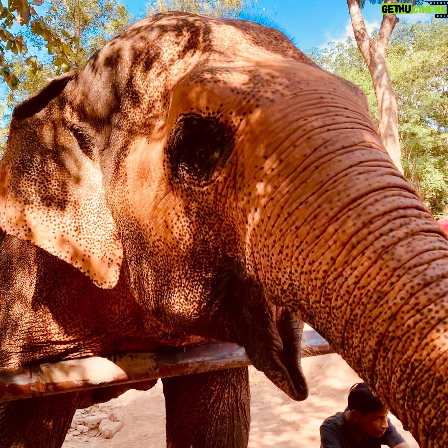 Natalie Gumede - 738 Likes - These beautiful dear creatures are living out the autumn of their lives at the Samui Ethical Elephant Sanctuary. The tales of abuse that they had all suffered were utterly harrowing, and yet these elephants had slowly learned to trust humans again to allow us to feed them and witness them in a (semi) natural habitat. I was struck by a sense of kindness and compassion in their eyes, and one of the carers told us that the elephants see us humans as ‘cute - like puppies.’ There wasn’t one visitor left unmoved by their presence, or their stories, and I wondered what impact that may leave in consideration of how we treat our incredible animal kingdom as a whole. We have so much to learn from every being that walks this earth, so this New Year and every one beyond, I hope to walk with more kindness and compassion. The world needs that now more than ever - let’s be more elephant. (I love cucumbers like they do so that’s a good start!) Happy New Decade everyone ❤️🐘❤️🐘❤️🐘 #samuielephantsanctuary #kohsmaui #thailand #travel #travelphotography #elephant #elephantsanctuary #wildlifephotography #vegan #vegantravel #vegantravels #solotravel #happy2020 #newdecade #elephants