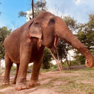 Natalie Gumede Instagram - These beautiful dear creatures are living out the autumn of their lives at the Samui Ethical Elephant Sanctuary. The tales of abuse that they had all suffered were utterly harrowing, and yet these elephants had slowly learned to trust humans again to allow us to feed them and witness them in a (semi) natural habitat. I was struck by a sense of kindness and compassion in their eyes, and one of the carers told us that the elephants see us humans as ‘cute - like puppies.’ There wasn’t one visitor left unmoved by their presence, or their stories, and I wondered what impact that may leave in consideration of how we treat our incredible animal kingdom as a whole. We have so much to learn from every being that walks this earth, so this New Year and every one beyond, I hope to walk with more kindness and compassion. The world needs that now more than ever - let’s be more elephant. (I love cucumbers like they do so that’s a good start!) Happy New Decade everyone ❤️🐘❤️🐘❤️🐘 #samuielephantsanctuary #kohsmaui #thailand #travel #travelphotography #elephant #elephantsanctuary #wildlifephotography #vegan #vegantravel #vegantravels #solotravel #happy2020 #newdecade #elephants