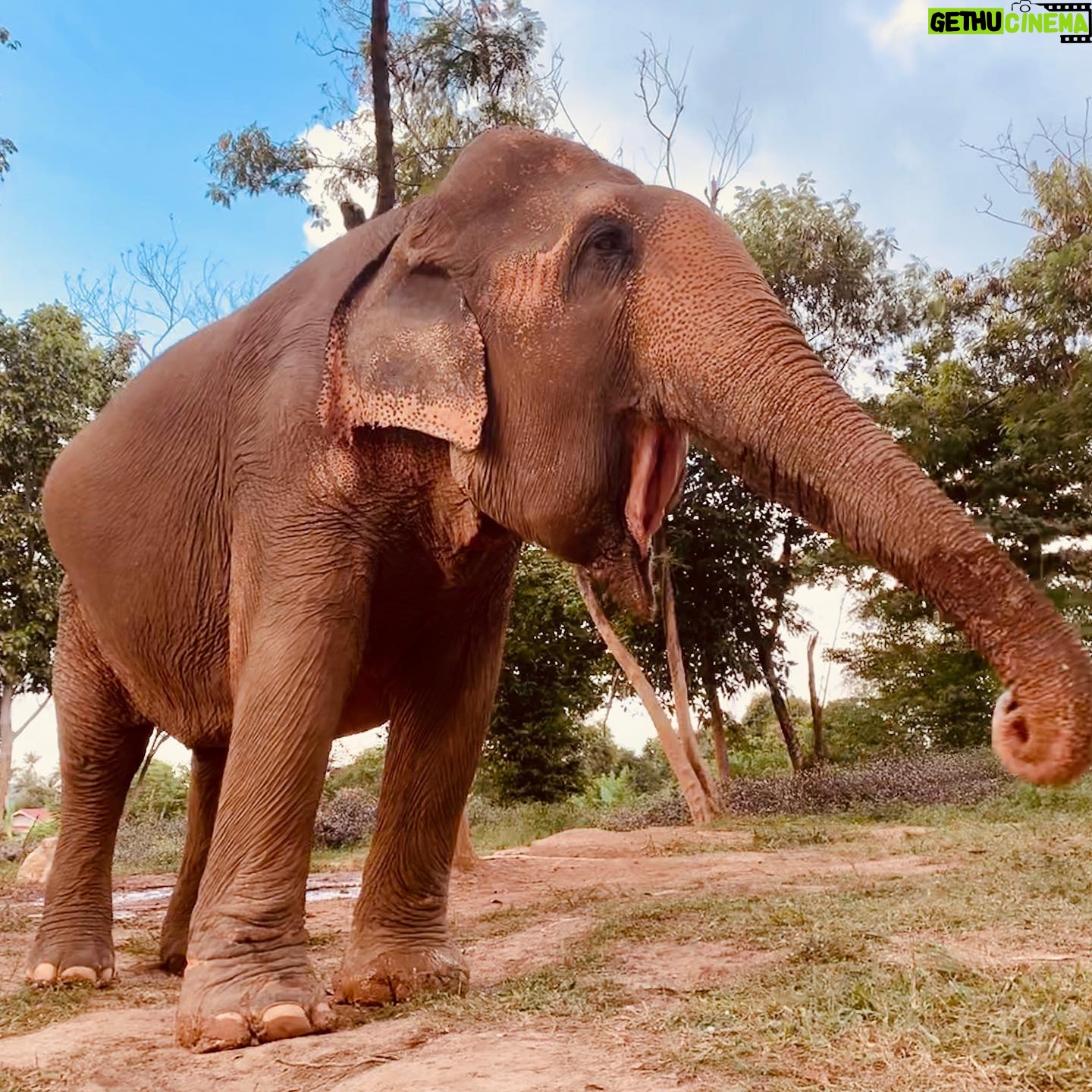 Natalie Gumede - 738 Likes - These beautiful dear creatures are living out the autumn of their lives at the Samui Ethical Elephant Sanctuary. The tales of abuse that they had all suffered were utterly harrowing, and yet these elephants had slowly learned to trust humans again to allow us to feed them and witness them in a (semi) natural habitat. I was struck by a sense of kindness and compassion in their eyes, and one of the carers told us that the elephants see us humans as ‘cute - like puppies.’ There wasn’t one visitor left unmoved by their presence, or their stories, and I wondered what impact that may leave in consideration of how we treat our incredible animal kingdom as a whole. We have so much to learn from every being that walks this earth, so this New Year and every one beyond, I hope to walk with more kindness and compassion. The world needs that now more than ever - let’s be more elephant. (I love cucumbers like they do so that’s a good start!) Happy New Decade everyone ❤️🐘❤️🐘❤️🐘 #samuielephantsanctuary #kohsmaui #thailand #travel #travelphotography #elephant #elephantsanctuary #wildlifephotography #vegan #vegantravel #vegantravels #solotravel #happy2020 #newdecade #elephants