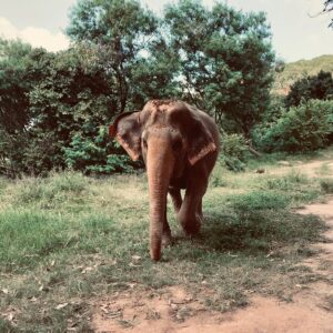 Natalie Gumede Instagram - These beautiful dear creatures are living out the autumn of their lives at the Samui Ethical Elephant Sanctuary. The tales of abuse that they had all suffered were utterly harrowing, and yet these elephants had slowly learned to trust humans again to allow us to feed them and witness them in a (semi) natural habitat. I was struck by a sense of kindness and compassion in their eyes, and one of the carers told us that the elephants see us humans as ‘cute - like puppies.’ There wasn’t one visitor left unmoved by their presence, or their stories, and I wondered what impact that may leave in consideration of how we treat our incredible animal kingdom as a whole. We have so much to learn from every being that walks this earth, so this New Year and every one beyond, I hope to walk with more kindness and compassion. The world needs that now more than ever - let’s be more elephant. (I love cucumbers like they do so that’s a good start!) Happy New Decade everyone ❤️🐘❤️🐘❤️🐘 #samuielephantsanctuary #kohsmaui #thailand #travel #travelphotography #elephant #elephantsanctuary #wildlifephotography #vegan #vegantravel #vegantravels #solotravel #happy2020 #newdecade #elephants