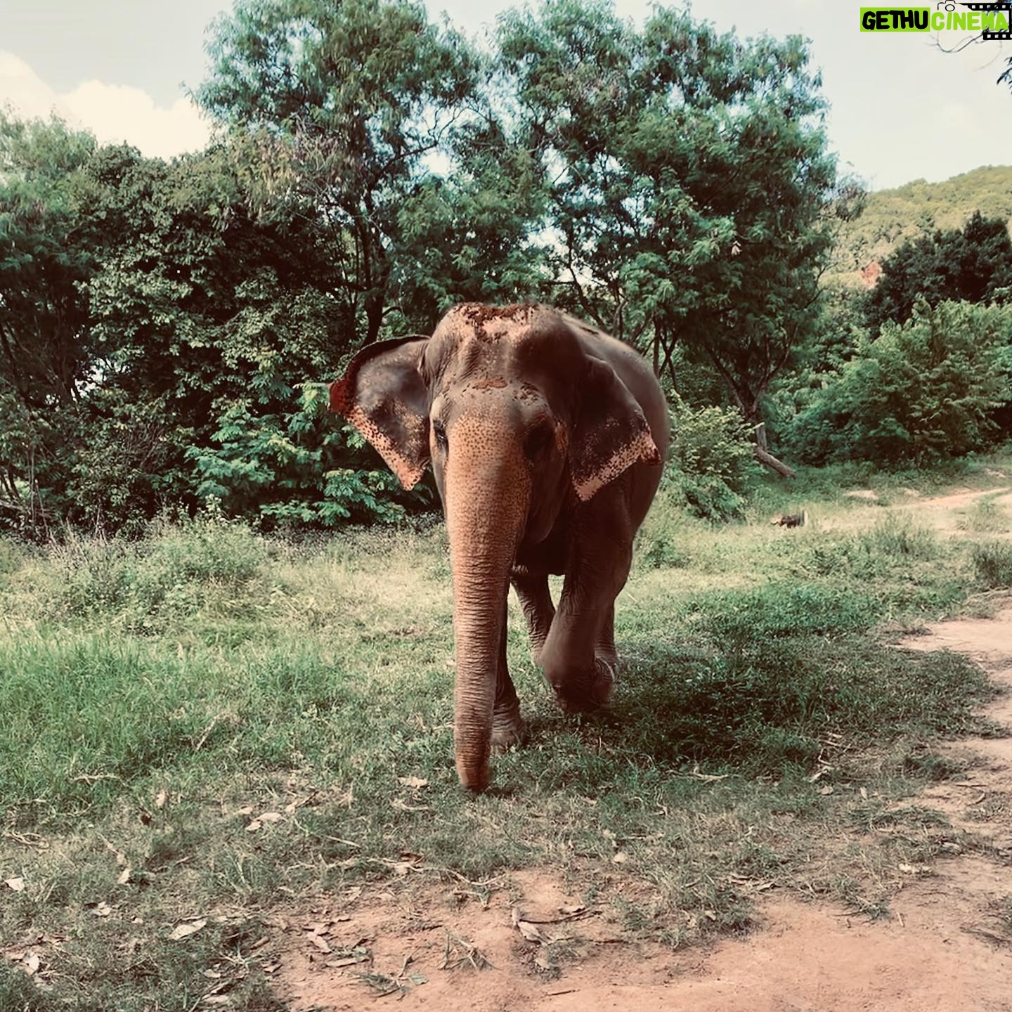 Natalie Gumede - 738 Likes - These beautiful dear creatures are living out the autumn of their lives at the Samui Ethical Elephant Sanctuary. The tales of abuse that they had all suffered were utterly harrowing, and yet these elephants had slowly learned to trust humans again to allow us to feed them and witness them in a (semi) natural habitat. I was struck by a sense of kindness and compassion in their eyes, and one of the carers told us that the elephants see us humans as ‘cute - like puppies.’ There wasn’t one visitor left unmoved by their presence, or their stories, and I wondered what impact that may leave in consideration of how we treat our incredible animal kingdom as a whole. We have so much to learn from every being that walks this earth, so this New Year and every one beyond, I hope to walk with more kindness and compassion. The world needs that now more than ever - let’s be more elephant. (I love cucumbers like they do so that’s a good start!) Happy New Decade everyone ❤️🐘❤️🐘❤️🐘 #samuielephantsanctuary #kohsmaui #thailand #travel #travelphotography #elephant #elephantsanctuary #wildlifephotography #vegan #vegantravel #vegantravels #solotravel #happy2020 #newdecade #elephants