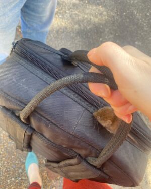 Natalie Holt Instagram - I just found a mouse in my accordion case.. so cute! 💙