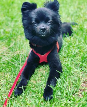 Natalie Mendoza Instagram - Matisse giving it Vogue. Back with my bear-wolf in Griffith Park. #Hollywoof 🌿🌲🐶🐕‍🦺🌅 #SelfPartneredSundays #NatureBunny