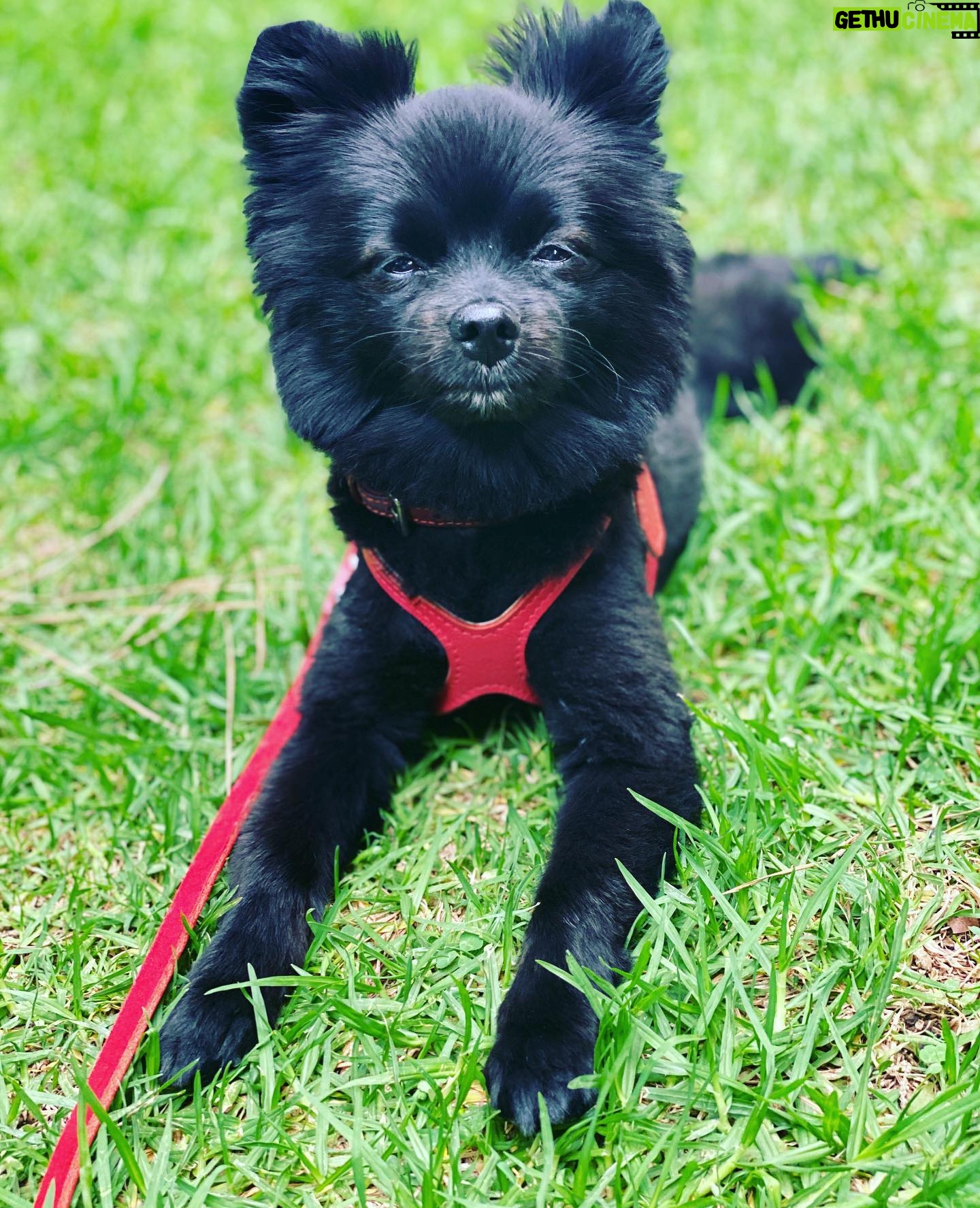 Natalie Mendoza - 227 Likes - Matisse giving it Vogue. Back with my bear-wolf in Griffith Park. #Hollywoof 🌿🌲🐶🐕🦺🌅 #SelfPartneredSundays #NatureBunny