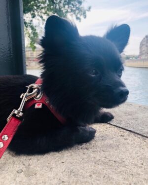 Natalie Mendoza Instagram - Missing our afternoon meditation spot by La Seine.... soon my little bear-wolf. 💖🐶 #Paris #LaSeine #HomeIsWhereTheHeartIs 🇫🇷