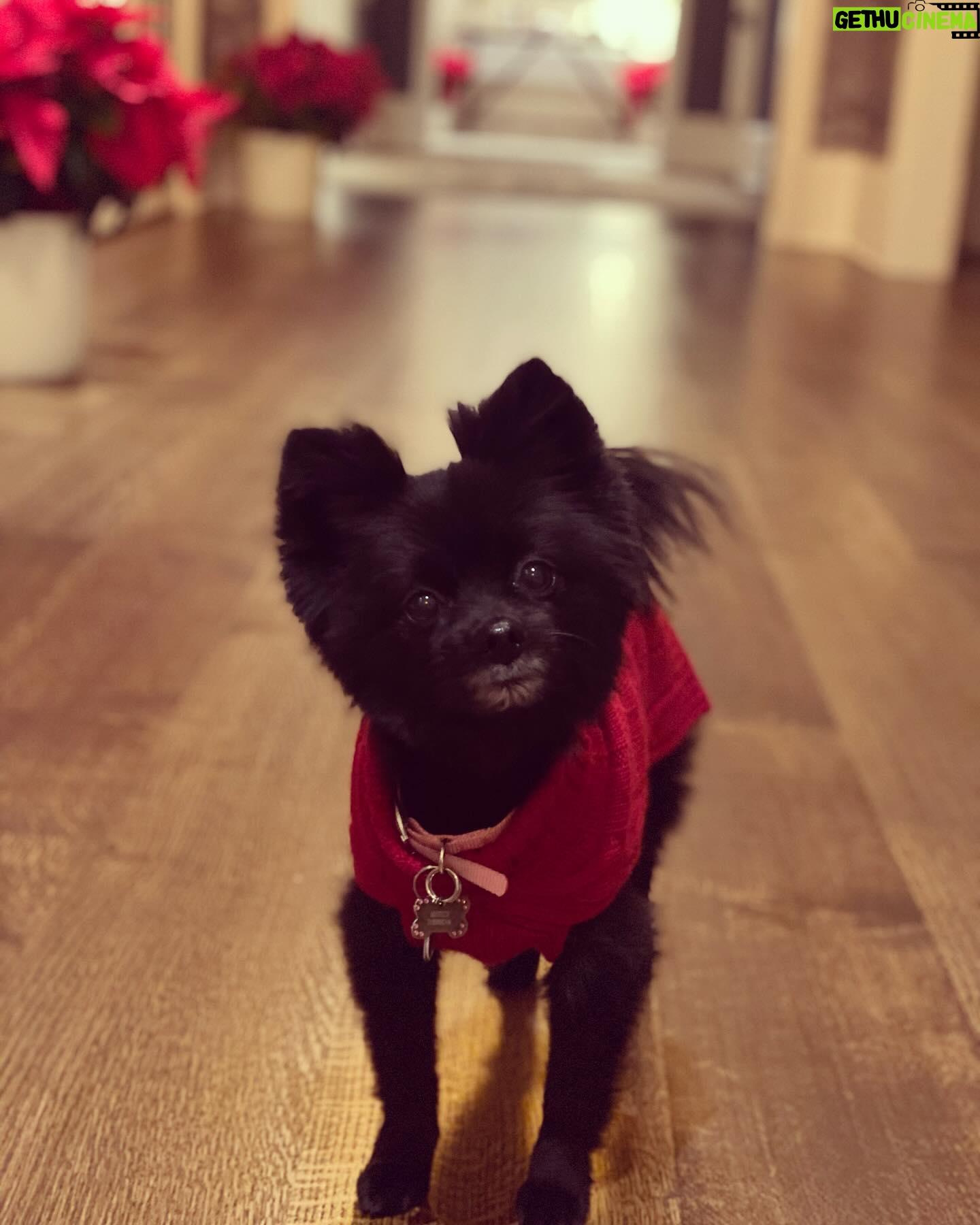 Natalie Mendoza - 223 Likes - Christmas vibes #Matisse’s Christmas photo 2023 🎄♥️💫 Poinsettia season