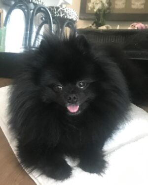 Natasha Slayton Instagram - 11/22 - 💔🪽🌈🐾👼🏼❤️‍🩹

Where do I even start?  My sweet Binxie boy, my best friend, my soul mate, my Beanie Baby. 

Thank you for choosing me to be your mommy.  I have never loved someone so much. My soul aches more than it ever has, but I know you you are now at peace, with MY mommy. 

Until we meet again, may you fly with the angels, my perfect baby 💔✨🌈🪽🙏🏼🦋❤️‍🩹

I will never be the same. 

——————————
To anyone who ever loved or showed love to my sweet boy, whether you met him or not, THANK YOU.  I can guarantee he loved you too.