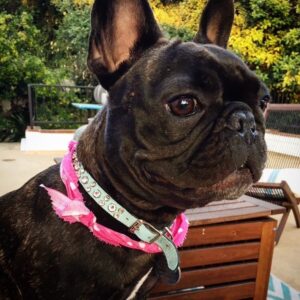 Nathan Blair Instagram - What a babe!!!! You got to love her, Coco you’re so cool. #frenchbulldog #frenchbulldoglovers #frenchbulldogsofinstagram #doglovers #dogsofinstagram #dog #bulldog #bulldogsofinstagram
