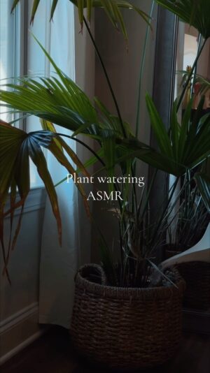 Nathan Triska Instagram - The best all natural air purifiers, our green friends the plants 🥳 #plants #plantsoftiktok #asmr #Lifestyle #CleanTok #aesthetic #flowers
