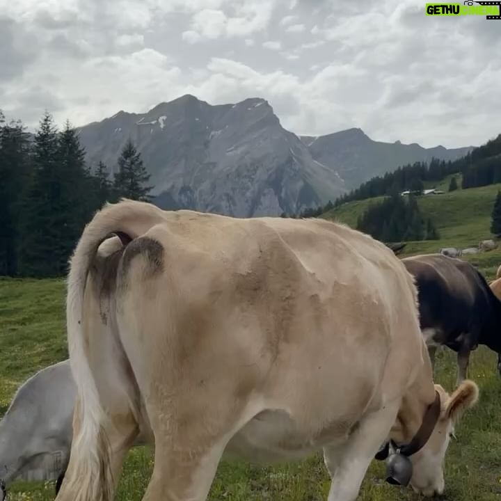 Nathas Tunjaroen - 6.8K Likes - Moo 🐮🐄🇨🇭