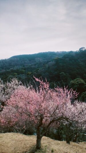 Natsuko Instagram - .
おばあさんが鯉が冬眠から起きていると感動していた
鯉って冬眠するの、知らなかった

春🌱