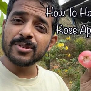 Naveen Richard Instagram - Many ppl have been asking me recently to make an explainer video on how to harvest rose apple during the ripe season, so I finally made the video. Please comment if it has been useful to you and what other fruit harvesting tips you need.