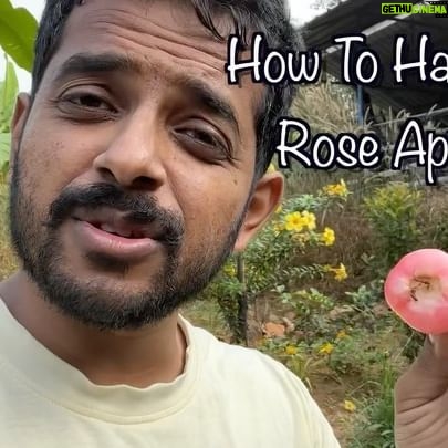 Naveen Richard - 8K Likes - Many ppl have been asking me recently to make an explainer video on how to harvest rose apple during the ripe season, so I finally made the video. Please comment if it has been useful to you and what other fruit harvesting tips you need.
