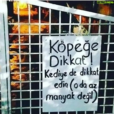 Nazlı Ceren Argon - 56 Likes - Iste yeni olasi tabelam :))
