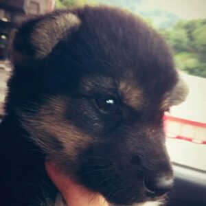 Nazlı Ceren Argon Instagram - 4 temmuz 2012 -4 temmuz 2022 güzel köpeğim gia 10 yaşında