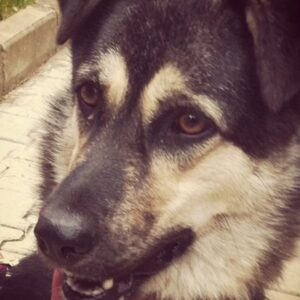 Nazlı Ceren Argon Instagram - 4 temmuz 2012 -4 temmuz 2022 güzel köpeğim gia 10 yaşında