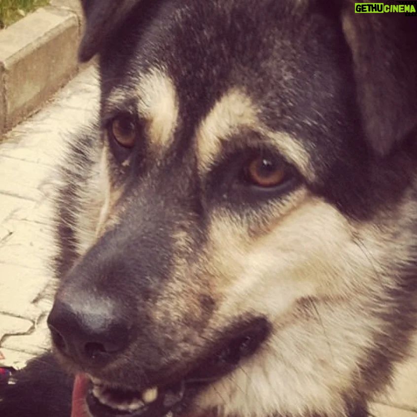 Nazlı Ceren Argon - 45 Likes - 4 temmuz 2012 -4 temmuz 2022 güzel köpeğim gia 10 yaşında