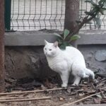 Nebil Sayın