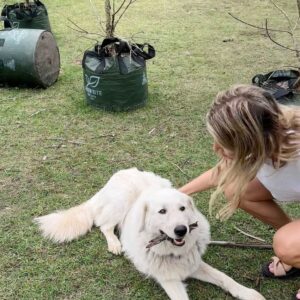 Nick Slater Instagram - On the weekend, we escaped the city to camp in the back paddock of a poultry farm 🐓 

Before we arrived, the owner warned us about the livestock guardian dog. Swipe to meet Riley. She was a big softy, knocked-off early and became our guardian instead.

A short and sweet breath of country air.