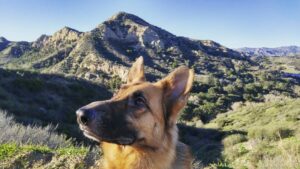 Nicolas Cantu Instagram - Nice morning hike 🏃🐶