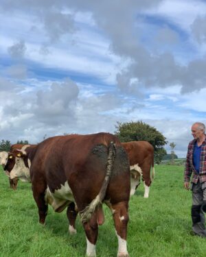 Nigel Owens Instagram - Well a few of our recently weaned heifer calves sold this morning, sired by our main man Dendor Sugar Ray who is out of the excellent breeding of Dendor Ruby and sired by Nairobi. We have a couple left and a couple of 14 - 16 months old ones for sale too. Please feel free to get in touch if you would like to see them.