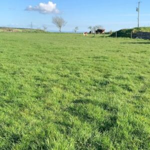 Nigel Owens Instagram - It’s been a long time coming, but at last they are starting to go out slowly the spring calves with the sun on their backs loving it. My favourite time of the year. #MairwenHerefords