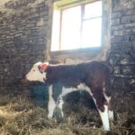 Nigel Owens