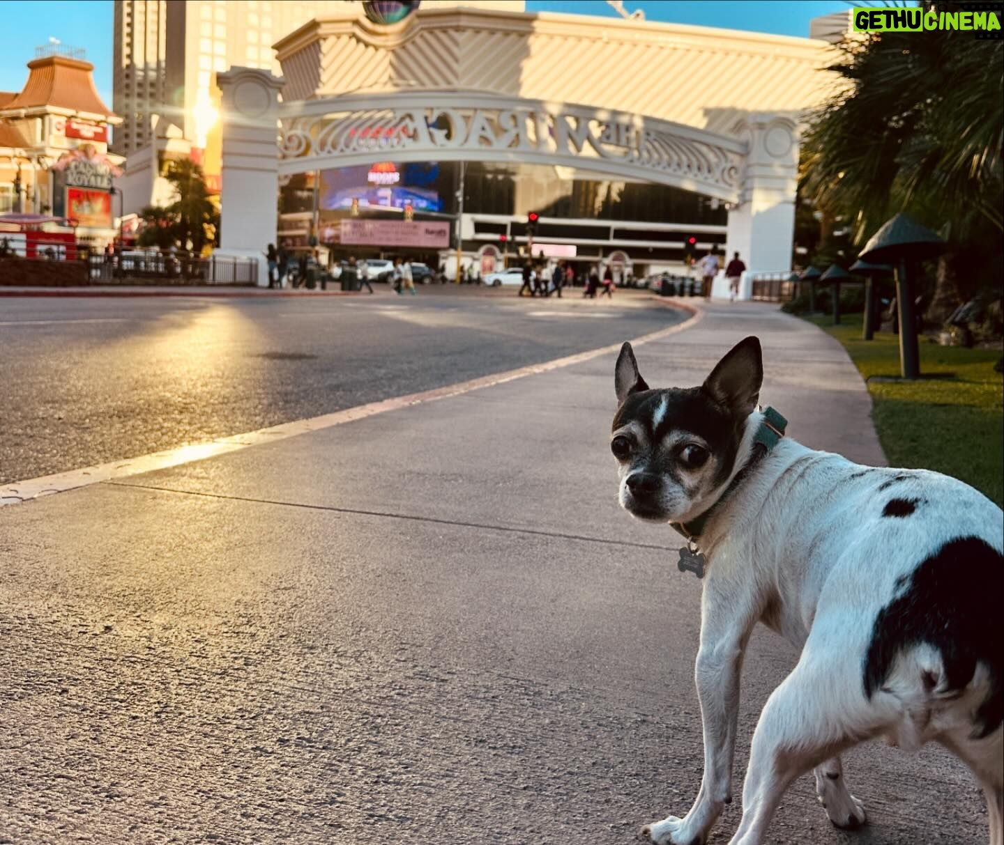 Nikita Ramsey - 1K Likes - vegas. we laughed a lot (@jimjefferies ) we ate (a giant amazing 🦆) and sprocket strolled the strip. great weekend!!! ❤️🎰