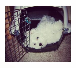 Nikki BreAnne Wells Instagram - this little man was my xmas gift in 2006, immediately became my best friend & taught me more than most human beings.. nothing will ever replace the way my heart melted every time i saw this little face.. you are so missed, love you callaway❤️