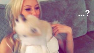 Nikki BreAnne Wells Instagram - what in the world do you do when puppy is literally YOU in #puppy form? 🤷🏼‍♀️lmao 😂 #smh @puppiesmakemehappy