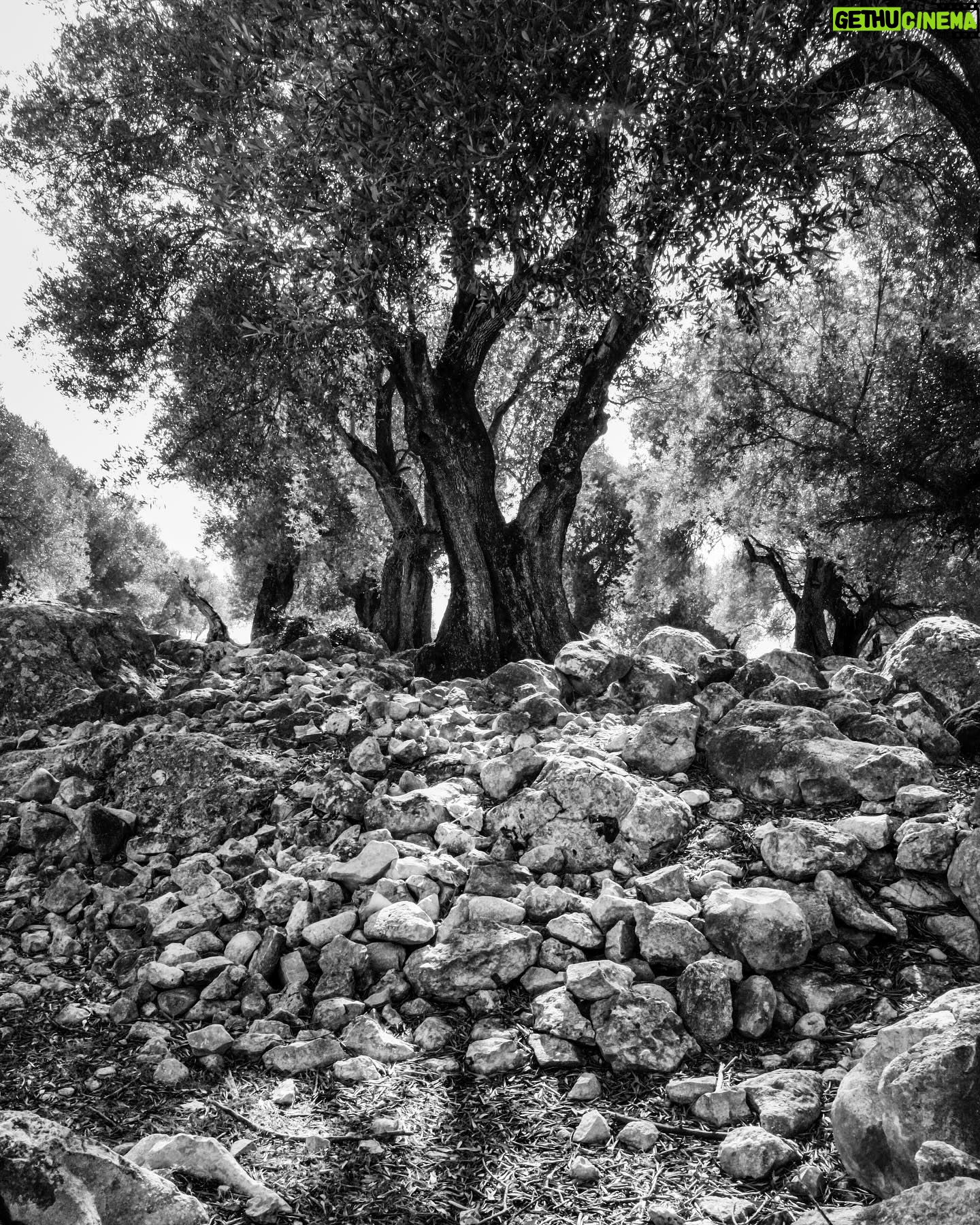 Nikos Aliagas - 5.4K Likes - La puissance de l’arbre sacré. Les oliviers de Méganissi. #merionienne 2017. #instanikos