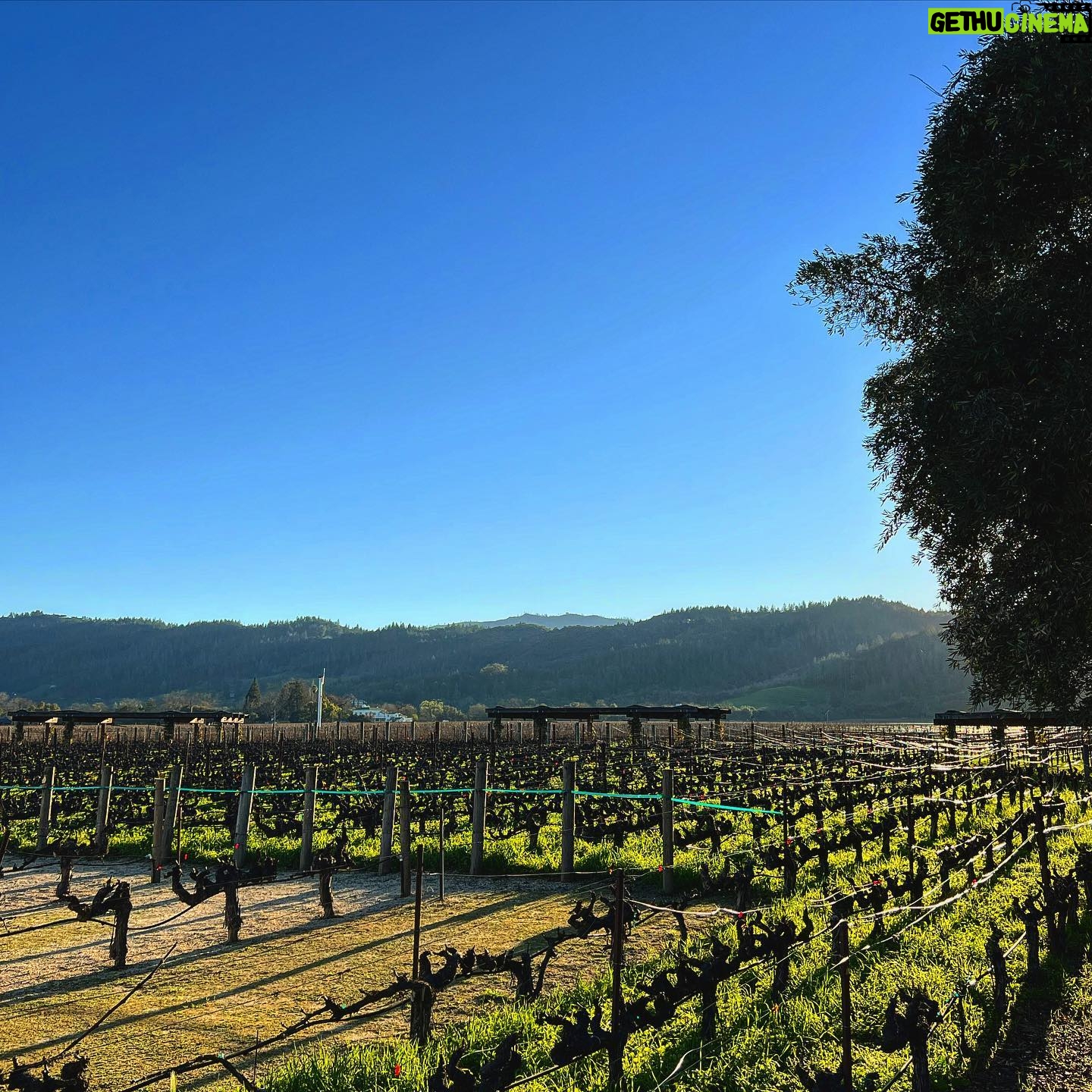 Nobel Arustamyan - 2.3K Likes - Itās Napa Valley