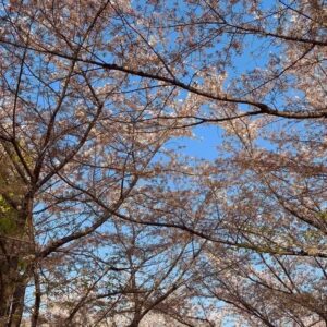Noppakao Dechaphatthanakun Instagram - First sakura 🌸🖤