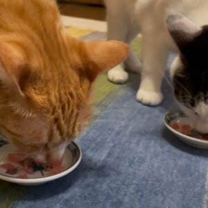 Noriko Iriyama Instagram - 朝ごはんとか夜ごはんとか。

今年入ってからやってなかったんだ！なぜ？と
思いアルバム見返してたのですが、
舞台で丸々2ヶ月自炊してなくて、
お休みいただいては国内あちこち旅したりしてました。
そんなこんなで上半期が終わろうとしています。

わずかですが、家ごはんです。

豪雨やら、酷暑やらで、身体もびっくりしてますね。
しっかり栄養摂って、いい夏を迎えましょうね。

❶大家さんからいただいたきゅうり。マリネして、茗荷と生ハム、白胡麻で。
❷薬味山盛り梅もずくそうめん🎐
❸鯖野菜煮。ツナチェック。
❹タンパク質摂りたいサラダ🐙🫘🥗
❺鯖はなんだっけ…、にんにくで蒸し焼きにしたのかな。キヌアサラダにハマっていた時期。今はごはんに混ぜて炊いています。
❻いつもの朝。ツナチェック。
❼ナポ〜。
❽いえオムライス。
❾お刺身(スーパー)の日はお祭り騒ぎのふたり。
➓一緒に食べます☺️🐿️🐄✨