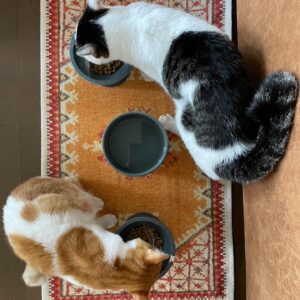 Noriko Iriyama Instagram - ツナミズ2歳の誕生月です。
5月産まれで、保護は2週間違いと聞いているので
なんとなく中旬〜下旬にかけてなのかなと思いながらありがとうを伝えています。

2枚目は我が家へ来た頃。
3枚目は1歳の誕生月。
4枚目は、いま現在です。
おおきくなりました☺️🐿️🐄🍚

自由を愛する柔らかツナ。
慎重で優しいまんまるミズ。

いつも一緒で仲良しで、それだけで毎日が温かいです。

たくさん食べてたくさん寝てたくさん遊んで
元気でいるんだよー。
👩‍🌾🏡🐺🐈‍⬛🦭🐿️🐄✨