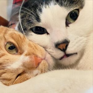 Noriko Iriyama Instagram - ツナミズ2歳の誕生月です。
5月産まれで、保護は2週間違いと聞いているので
なんとなく中旬〜下旬にかけてなのかなと思いながらありがとうを伝えています。

2枚目は我が家へ来た頃。
3枚目は1歳の誕生月。
4枚目は、いま現在です。
おおきくなりました☺️🐿️🐄🍚

自由を愛する柔らかツナ。
慎重で優しいまんまるミズ。

いつも一緒で仲良しで、それだけで毎日が温かいです。

たくさん食べてたくさん寝てたくさん遊んで
元気でいるんだよー。
👩‍🌾🏡🐺🐈‍⬛🦭🐿️🐄✨