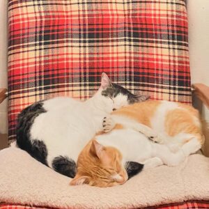 Noriko Iriyama Instagram - ツナミズ2歳の誕生月です。
5月産まれで、保護は2週間違いと聞いているので
なんとなく中旬〜下旬にかけてなのかなと思いながらありがとうを伝えています。

2枚目は我が家へ来た頃。
3枚目は1歳の誕生月。
4枚目は、いま現在です。
おおきくなりました☺️🐿️🐄🍚

自由を愛する柔らかツナ。
慎重で優しいまんまるミズ。

いつも一緒で仲良しで、それだけで毎日が温かいです。

たくさん食べてたくさん寝てたくさん遊んで
元気でいるんだよー。
👩‍🌾🏡🐺🐈‍⬛🦭🐿️🐄✨