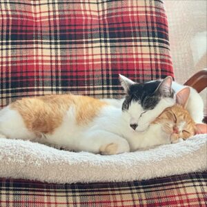 Noriko Iriyama Instagram - ツナミズ2歳の誕生月です。
5月産まれで、保護は2週間違いと聞いているので
なんとなく中旬〜下旬にかけてなのかなと思いながらありがとうを伝えています。

2枚目は我が家へ来た頃。
3枚目は1歳の誕生月。
4枚目は、いま現在です。
おおきくなりました☺️🐿️🐄🍚

自由を愛する柔らかツナ。
慎重で優しいまんまるミズ。

いつも一緒で仲良しで、それだけで毎日が温かいです。

たくさん食べてたくさん寝てたくさん遊んで
元気でいるんだよー。
👩‍🌾🏡🐺🐈‍⬛🦭🐿️🐄✨