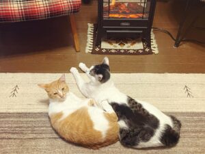 Noriko Iriyama Instagram - 急に寒くなりましたね。
皆様、いかがお過ごしでしょうか？

駆け足ですぎていった秋に、もう少し足踏みしてったら良かったんじゃないのぅ？と思いながら、
冬支度をしていく街並みにウキウキとしております。

猫たちはヒーターの取り合いです。
時間経過順に並べております。
邪魔したり、半分こしたり、居なくて寂しがったり、やっぱり一緒がいいみたいです☺️🧶🐿️🐄