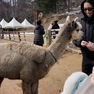 Nucksal Instagram - 알파카 깡패임