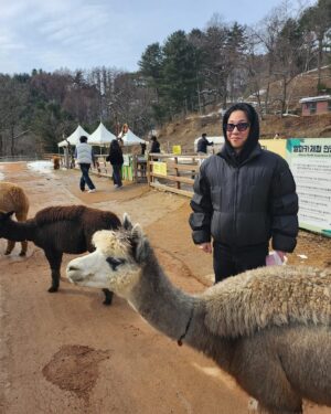 Nucksal Instagram - 알파카 깡패임