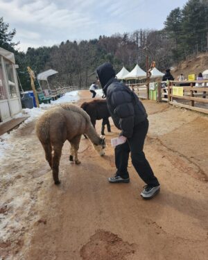 Nucksal Instagram - 알파카 깡패임