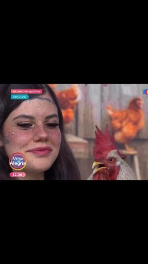 Nuno Markl Instagram - Material de apoio ao Homem Que Mordeu o Cão: @daniel.elgallo, o galo que faz playback de canções. 🐓 🎶
