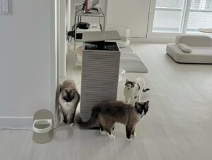 Oh Hye-won Instagram - 앙모나의 냥글냥글 새 집 적응기