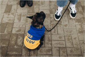 Oleksii Zavgorodnii Instagram - Сьогодні відбувся черговий мітинг на підтримку захисників Маріуполя, що знаходяться в неволі, й інших полонених.

Нам дуже шкода, що зараз українці мають такий сумний та болісний привід зібратися разом. Проте водночас ми пишаємося нашою єдністю та небайдужістю, коли постає питання про повернення військовополонених та підтримку їхніх сімей.

Для нас важливо, щоб наші герої та їхні родини знали: ми памʼятаємо про них, ми вдячні їм і чекаємо вдома кожного.

Закликаємо всіх приєднуватися до майбутніх мітингів, щоб висловити свою підтримку. Боріться за наших військових так само, як вони боряться за нас.

Шукайте деталі про розклад акцій на сторінці @azovstalfamilies 

Дякуємо за фото @elkeewe.